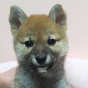 柴犬(標準サイズ)【福島県・女の子・2024年1月8日・赤】の写真「とても明るい性格で物怖じしない元気な女の子です。」